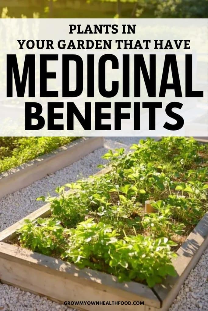 Plants in Your Garden That Have Medicinal Benefits