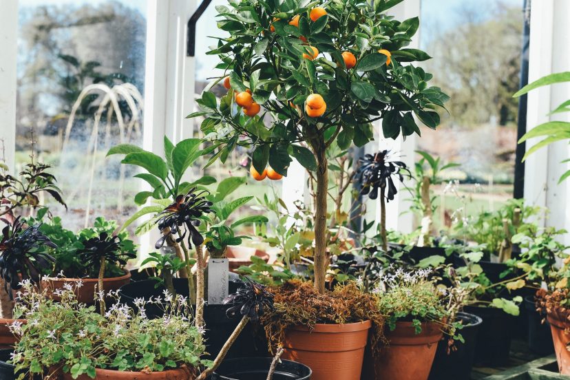 Orange Tree Indoors