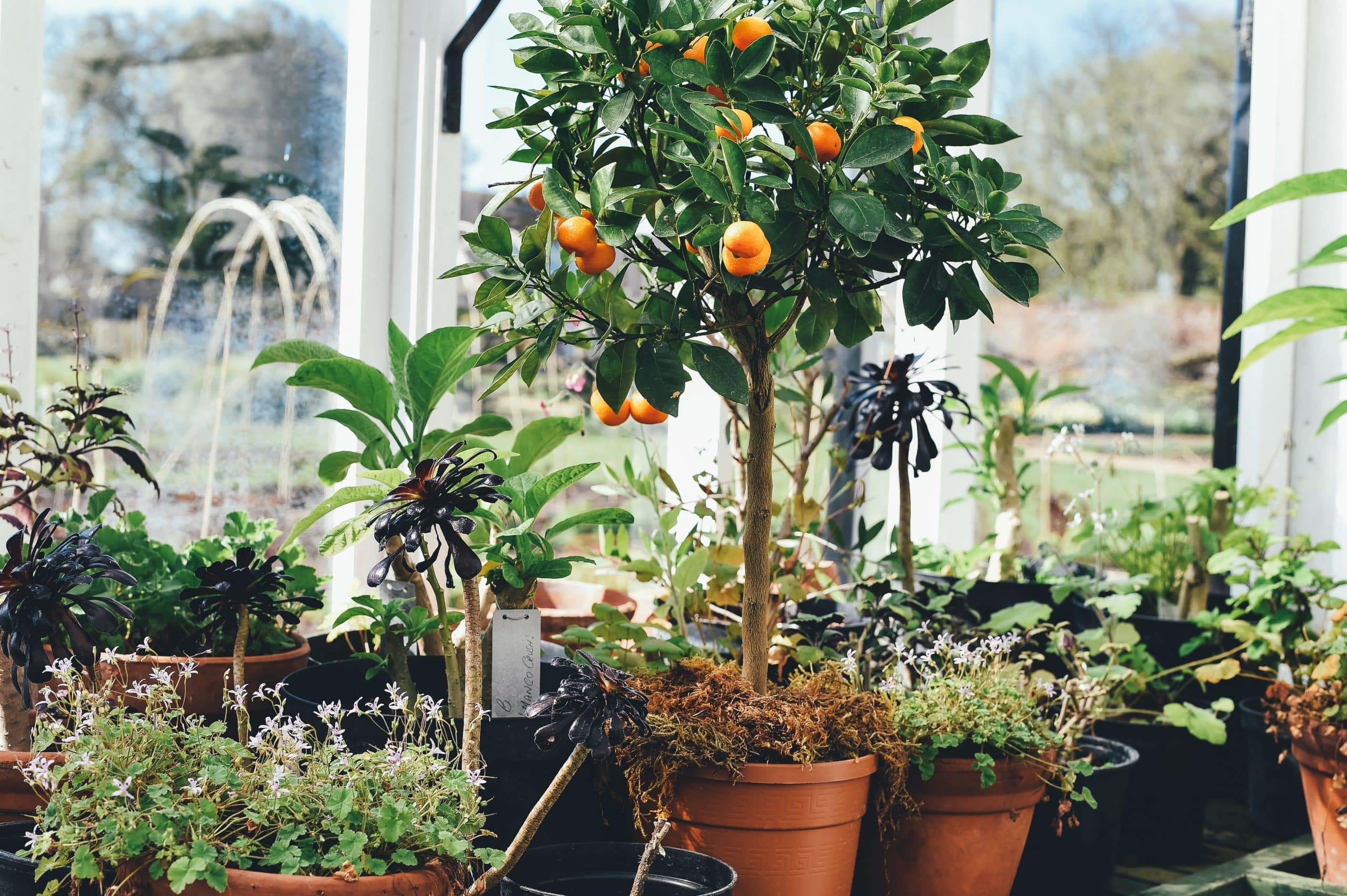 Orange Tree Indoors