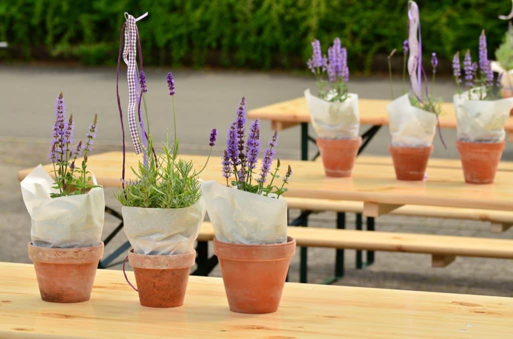 growing stages of lavender