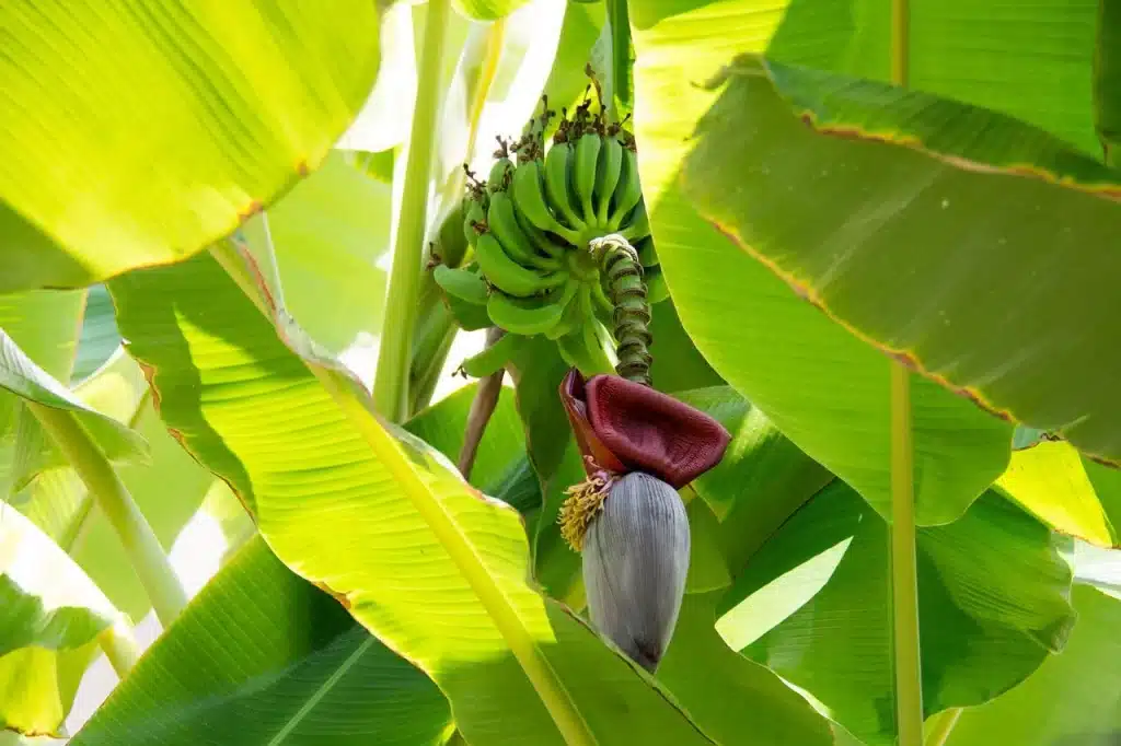how to grow a banana tree
