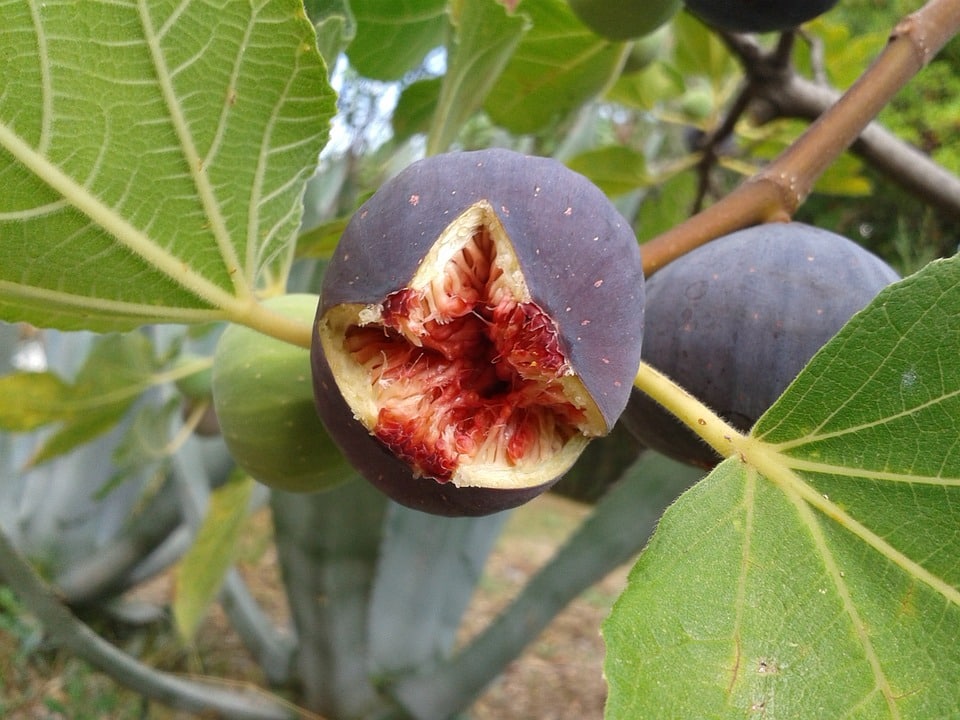 ripe fig fruit