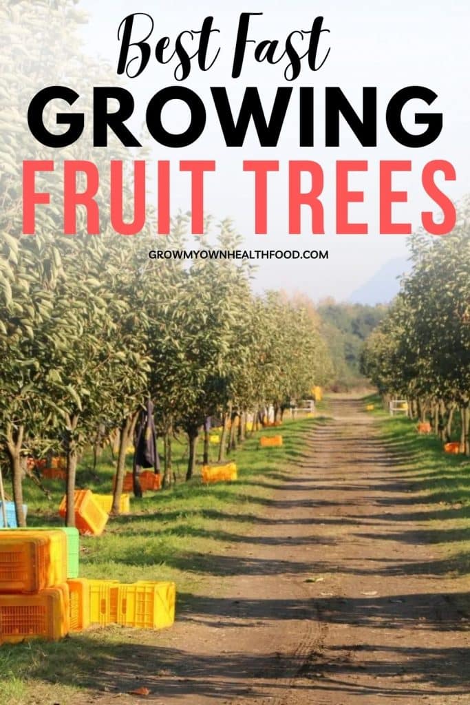 Best Fast Growing Fruit Trees
