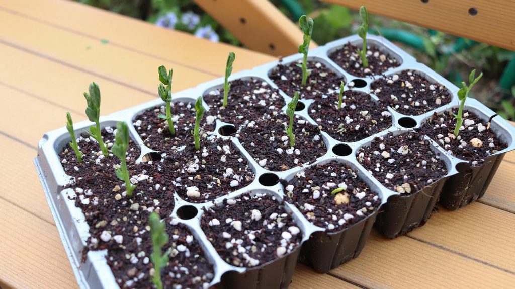 Echinacea seedlings - Grow Echinacea From Seed