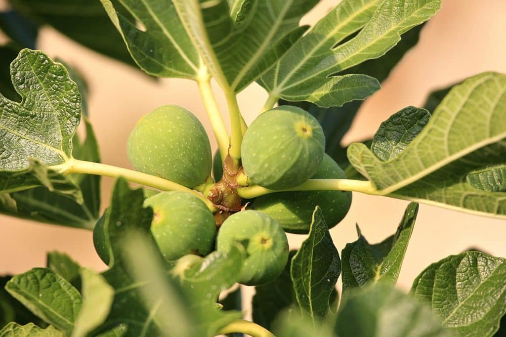 Fig Tree Fast Growing Fruit Trees