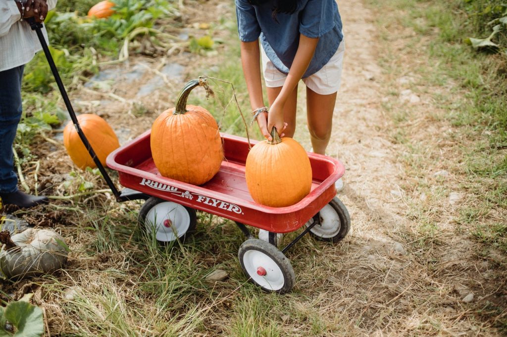 Harvesting Pumpkin