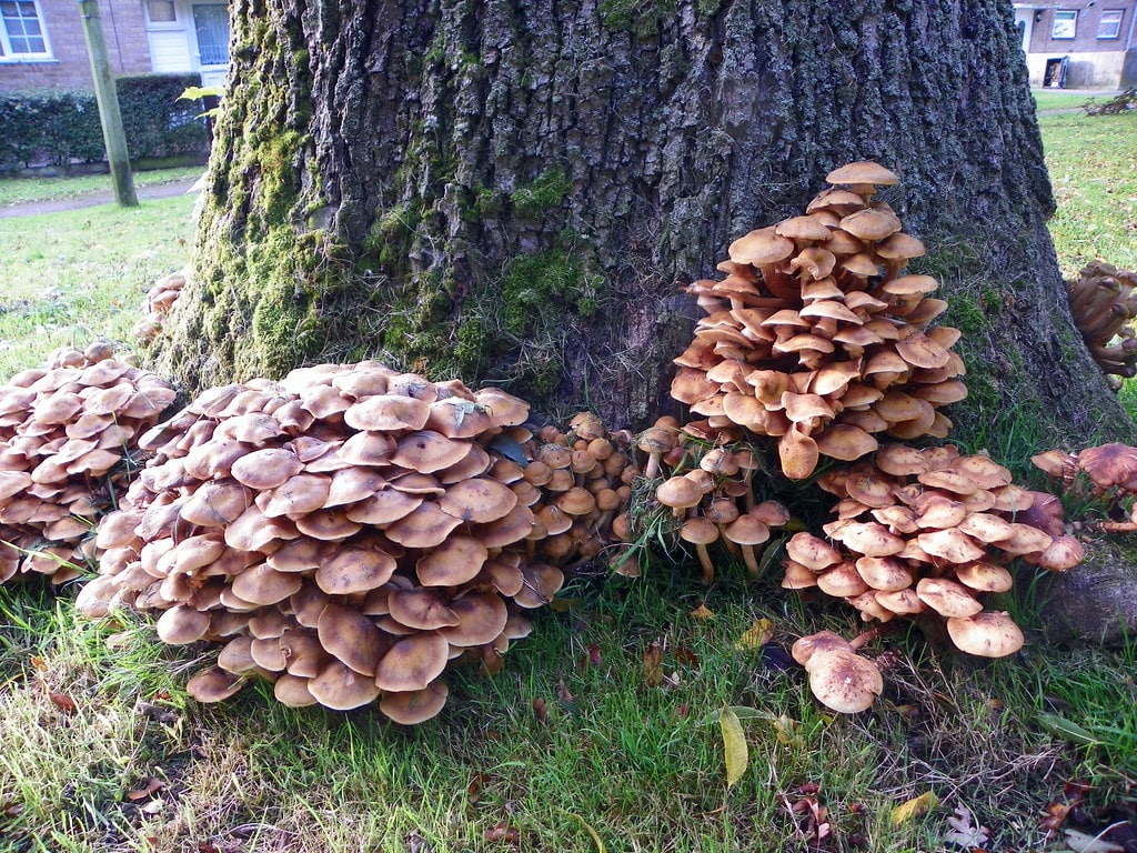 Honey Mushroom - Mushrooms That Grow on Trees