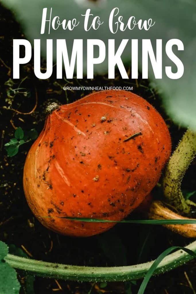 How to Grow Pumpkins