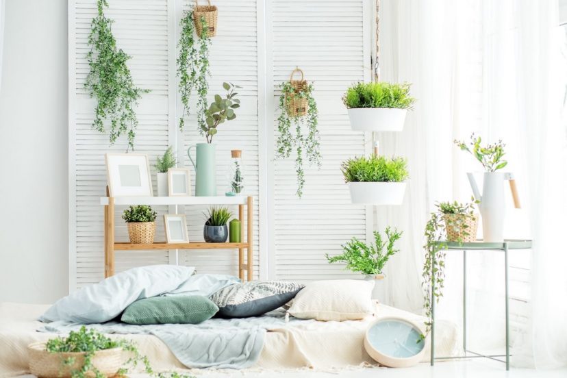 Caring For Indoor Plants Fi