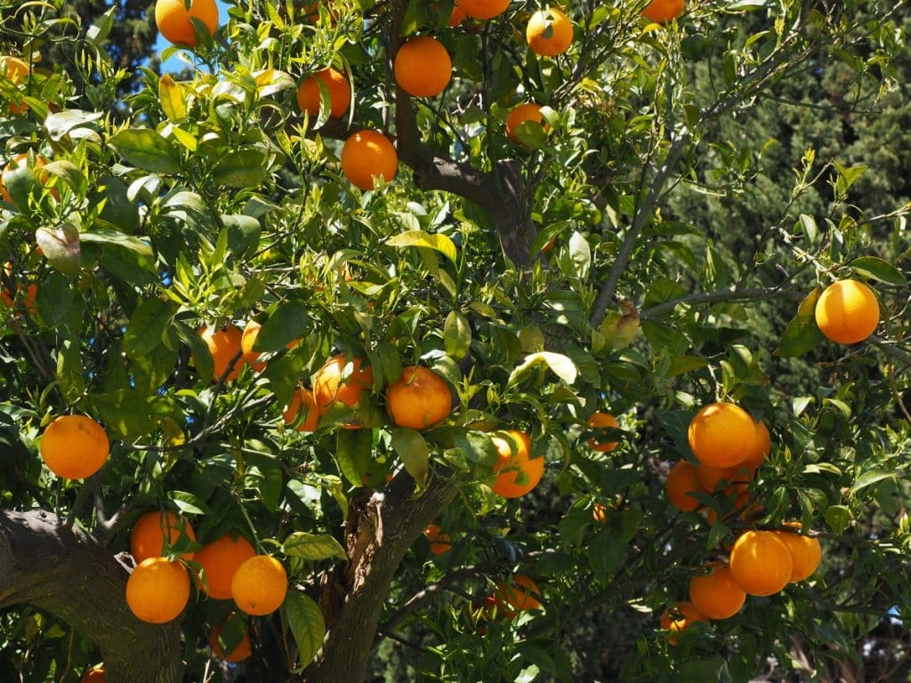 Mandarin Fruit tree Fast Growing Fruit Trees
