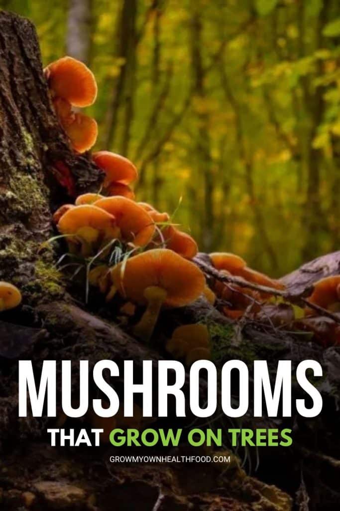 Mushrooms That Grow on Trees