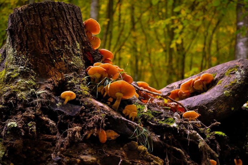 Mushrooms That Grow On Trees