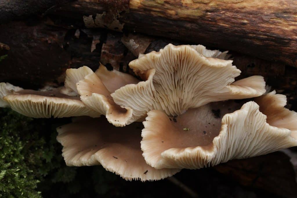 Oyster Mushroom - Mushrooms That Grow on Trees
