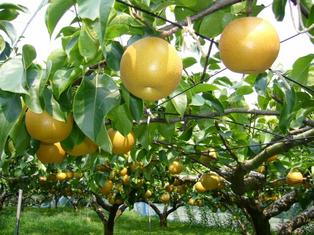 Pear Tree Fast Growing Fruit Trees