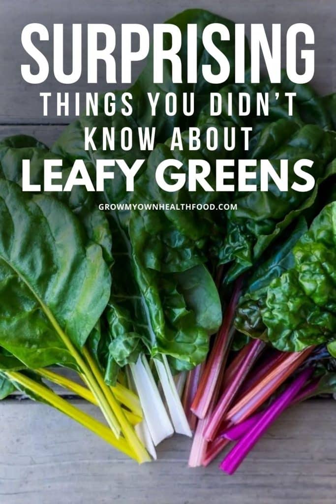 Surprising Things You Didn’t Know About Leafy Greens