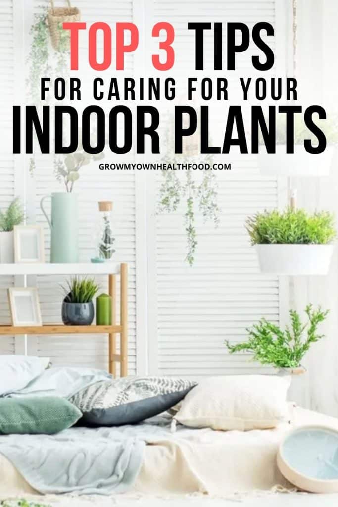 Top 3 Tips for Caring for Your Indoor Plants