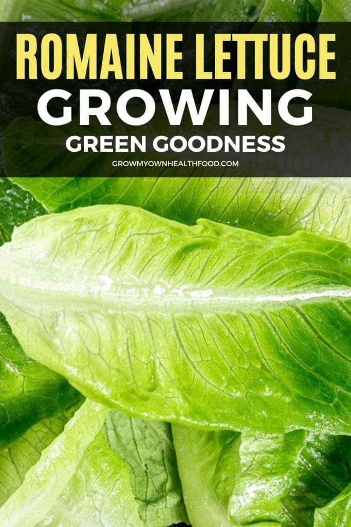 Romaine Lettuce – Growing Green Goodness