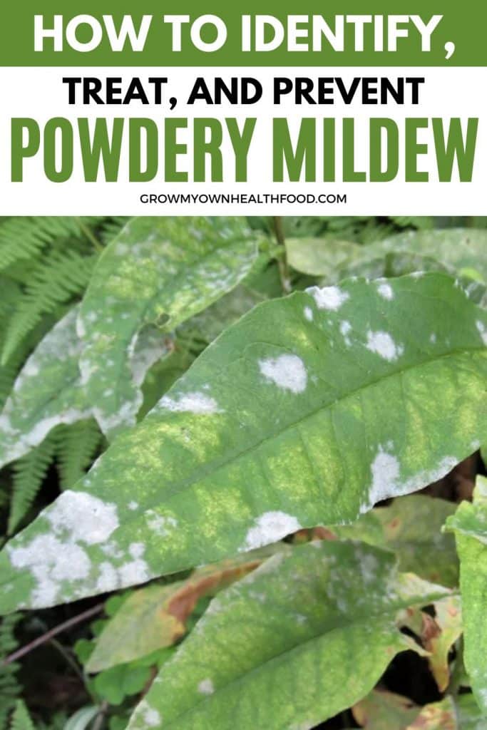How To Identify, Treat, and Prevent Powdery Mildew