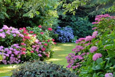 Improve Your Garden’s Appearance