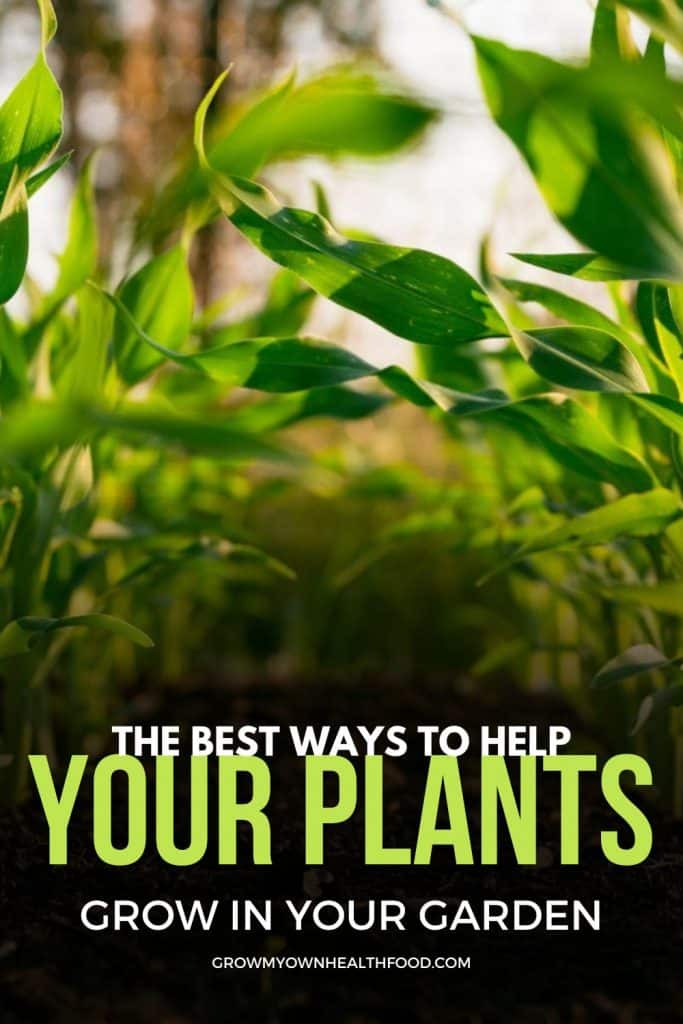 The Best Ways To Help Your Plants Grow in Your Garden