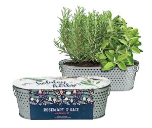 Product image of buzzy-windowsill-rosemary-gardening-guaranteed-b0cb97dlh7