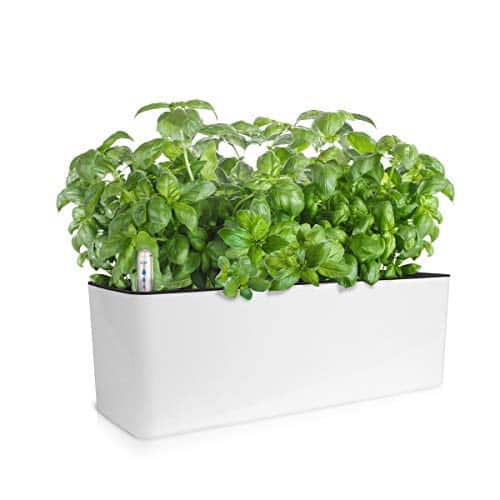 Product image of growled-watering-planter-window-decorative-b07yz2wn3d