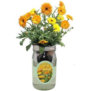 Product image of environet-hydroponic-calendula-growing-self-watering-b08fsjhgwd