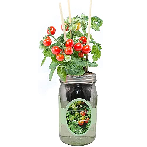 Product image of environet-hydroponic-growing-self-watering-tomatoes-b08d7jb7zq