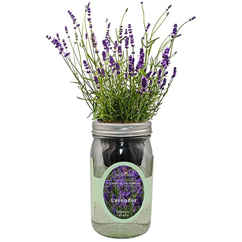 Product image of environet-hydroponic-self-watering-lavender-munstead-b08d2zlgdk