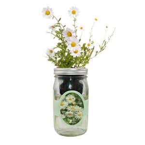 Product image of environet-hydroponic-self-watering-windowsill-chamomile-b0923np3k4