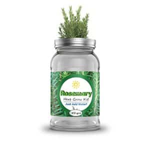 Product image of lavender-ez-gro-hydroponic-gardening-rosemary-b0bxhtq8n3