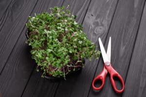 growmyownhealthfood.com : Herb Scissors with Cleaning Comb