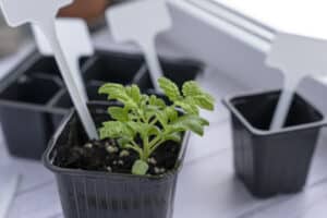 growmyownhealthfood.com : Hydroponic Herb Growing Kit