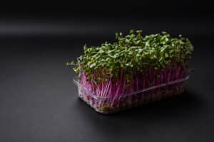 growmyownhealthfood.com : Are broccoli sprouts or microgreens healthier?