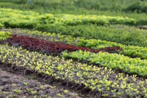 growmyownhealthfood.com : Are microgreens healthier than salad?