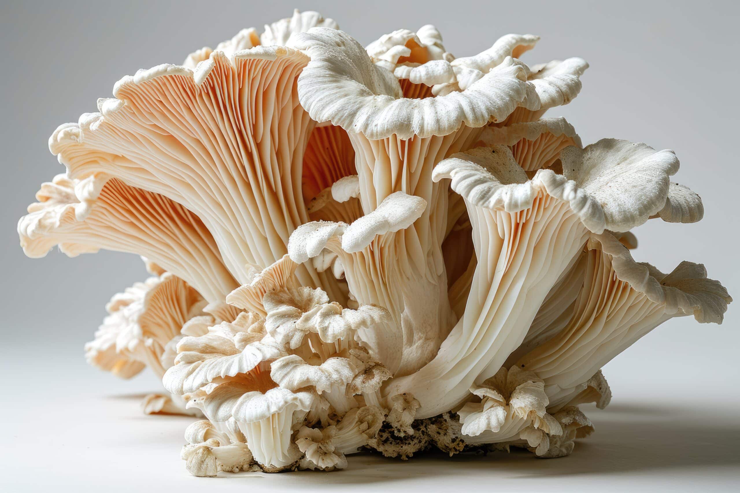 growmyownhealthfood.com : Are there any toxic look-alikes to chicken of the woods?