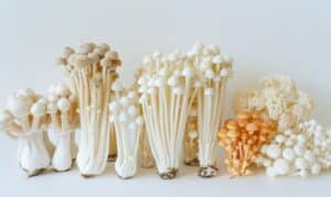 growmyownhealthfood.com : Can dried mushrooms be used to grow new ones?