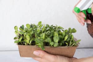 growmyownhealthfood.com : Can I use regular potting soil for microgreens?