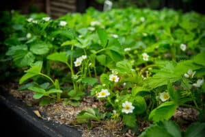growmyownhealthfood.com : Can you get strawberries the first year you plant?