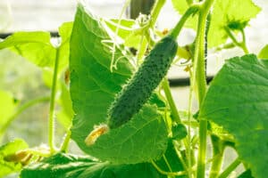 growmyownhealthfood.com : Do cucumbers grow back every year?