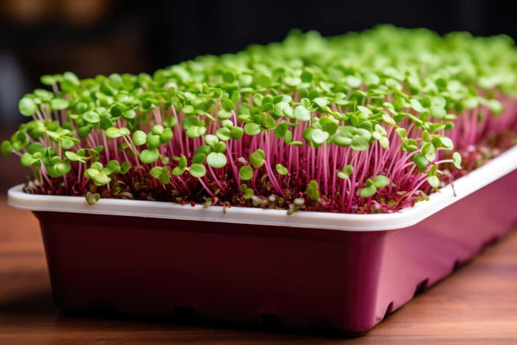 growmyownhealthfood.com : Do I need to soak microgreens before planting?