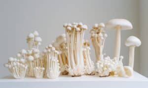 growmyownhealthfood.com : How can I propagate mushrooms from existing ones?