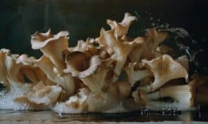 growmyownhealthfood.com : How do you know if chicken of the woods is edible?