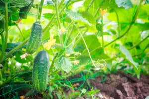 growmyownhealthfood.com : How long do cucumbers take to grow?