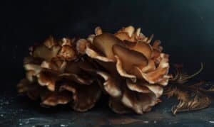 growmyownhealthfood.com : How long will chicken of the woods last?