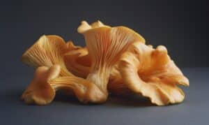 growmyownhealthfood.com : How quickly does chicken of the woods grow?