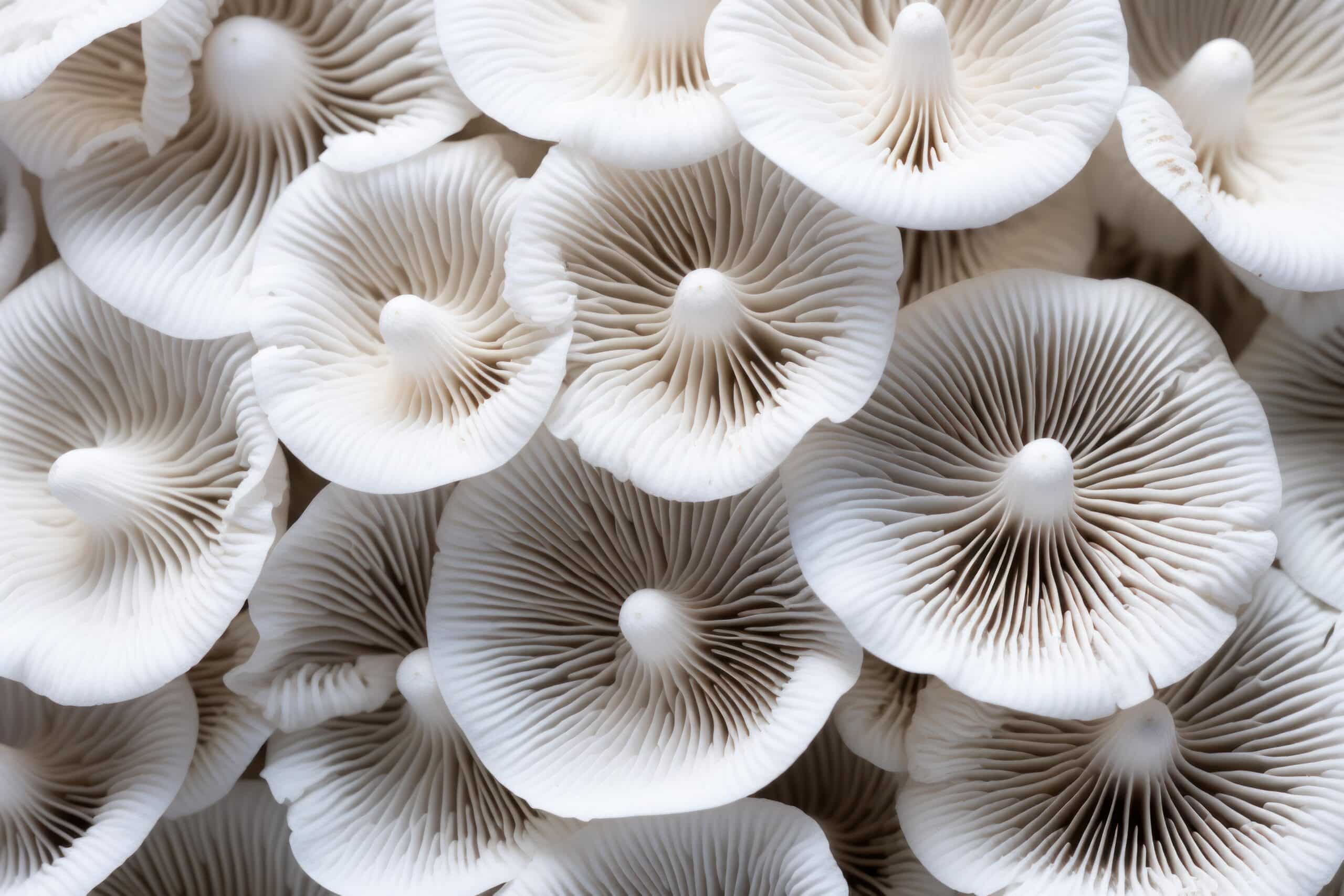 growmyownhealthfood.com : How to cultivate mushrooms using spore prints?