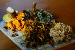 growmyownhealthfood.com : Is chicken of the woods psychoactive?