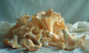 growmyownhealthfood.com : Is chicken of the woods safe for dogs?