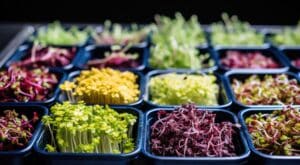 growmyownhealthfood.com : Is it better to grow microgreens in water or soil?